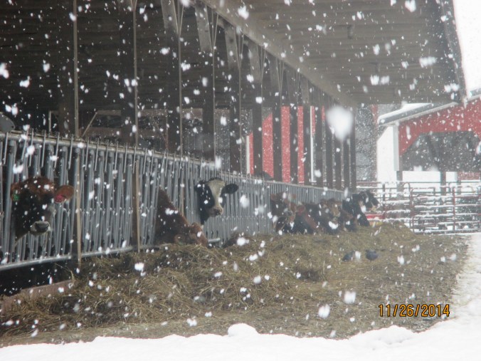 2013 cattle and snow